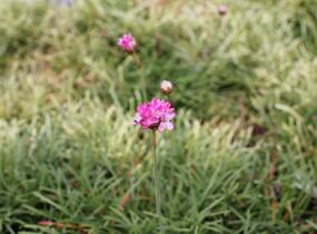 Trávnička přímořská 'Nifty Thrifty' - Armeria maritima 'Nifty Thrifty'