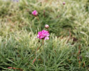 Trávnička přímořská 'Nifty Thrifty'