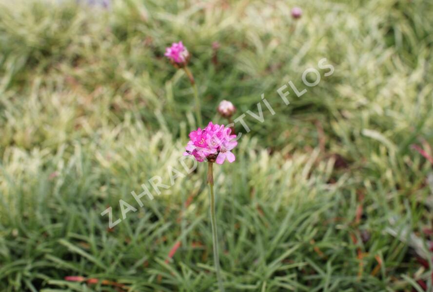 Trávnička přímořská 'Nifty Thrifty' - Armeria maritima 'Nifty Thrifty'