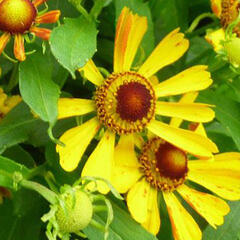 Záplevák 'Salud Gold' - Helenium autumnale 'Salud Gold'