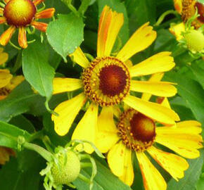 Záplevák 'Salud Gold' - Helenium autumnale 'Salud Gold'