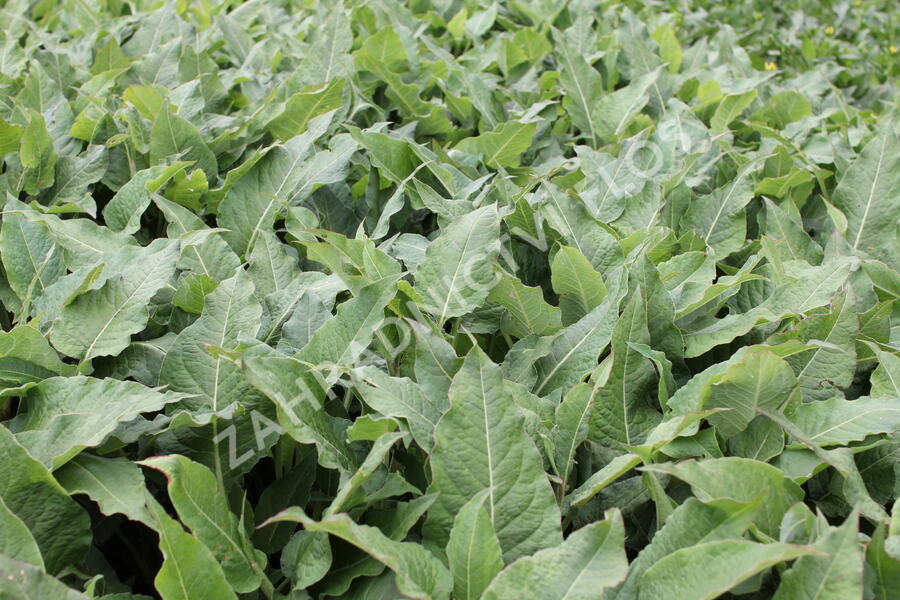 Rdesno objímavé 'Fat Domino' - Bistorta amplexicaulis 'Fat Domino'