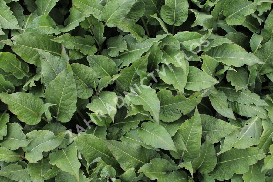 Rdesno objímavé 'Fat Domino' - Bistorta amplexicaulis 'Fat Domino'