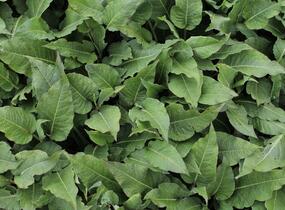 Rdesno objímavé 'Fat Domino' - Bistorta amplexicaulis 'Fat Domino'