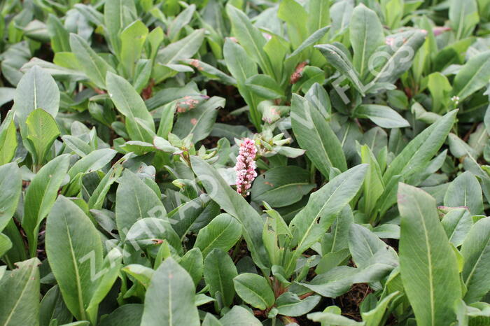 Rdesno 'Superbum' - Bistorta affinis 'Superbum'