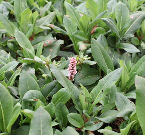 Rdesno 'Superbum' - Bistorta affinis 'Superbum'