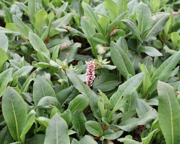 Rdesno hadí kořen 'Superbum'