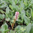 Rdesno 'Superbum' - Bistorta affinis 'Superbum'