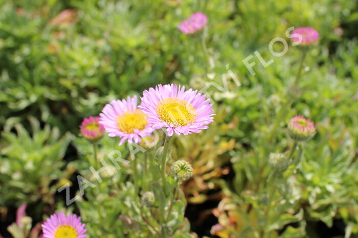 Turan sivý 'Sea Breeze' - Erigeron glaucus 'Sea Breeze'