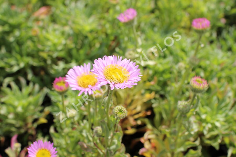 Turan sivý 'Sea Breeze' - Erigeron glaucus 'Sea Breeze'