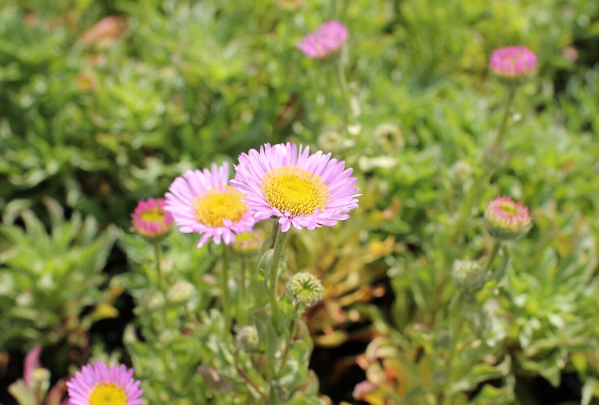 Turan sivý 'Sea Breeze' - Erigeron glaucus 'Sea Breeze'