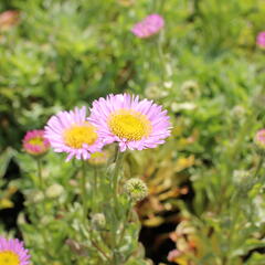 Turan sivý 'Sea Breeze' - Erigeron glaucus 'Sea Breeze'