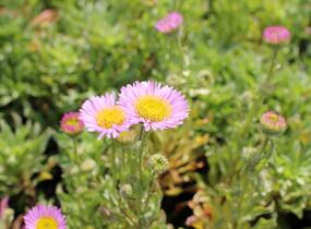 Turan sivý 'Sea Breeze' - Erigeron glaucus 'Sea Breeze'