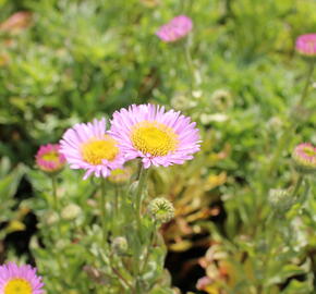 Turan sivý 'Sea Breeze' - Erigeron glaucus 'Sea Breeze'