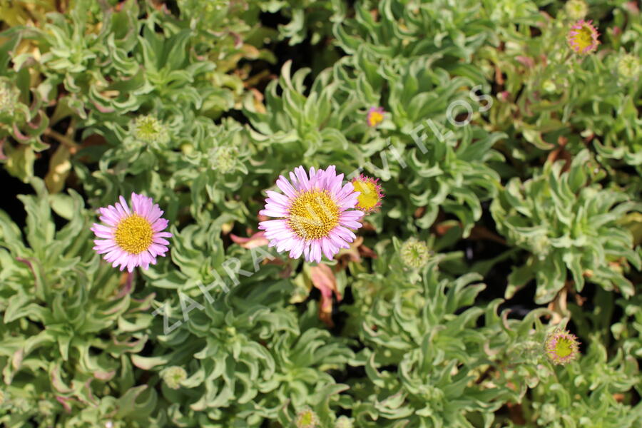 Turan sivý 'Sea Breeze' - Erigeron glaucus 'Sea Breeze'