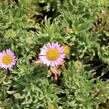 Turan sivý 'Sea Breeze' - Erigeron glaucus 'Sea Breeze'