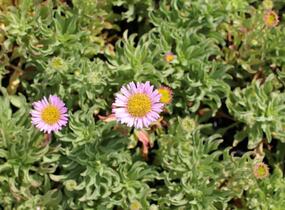 Turan sivý 'Sea Breeze' - Erigeron glaucus 'Sea Breeze'