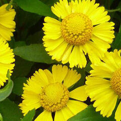 Záplevák 'Salud Yellow' - Helenium autumnale 'Salud Yellow'