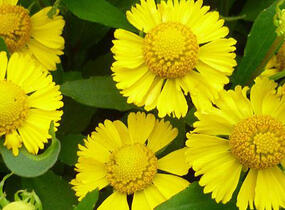 Záplevák 'Salud Yellow' - Helenium autumnale 'Salud Yellow'