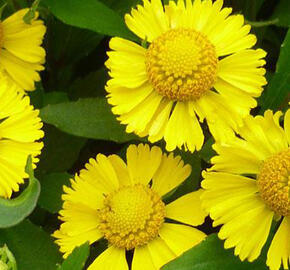 Záplevák 'Salud Yellow' - Helenium autumnale 'Salud Yellow'