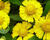 Záplevák 'Salud Yellow'