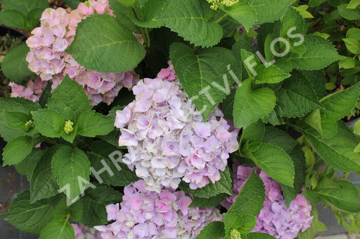 Hortenzie velkolistá 'Bela' - Hydrangea macrophylla 'Bela'