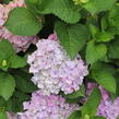 Hortenzie velkolistá 'Bela' - Hydrangea macrophylla 'Bela'