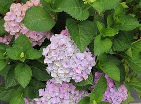 Hortenzie velkolistá 'Bela' - Hydrangea macrophylla 'Bela'