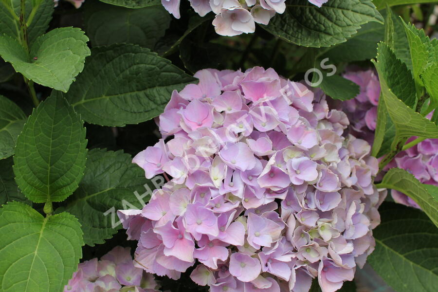 Hortenzie velkolistá 'Bela' - Hydrangea macrophylla 'Bela'