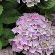 Hortenzie velkolistá 'Bela' - Hydrangea macrophylla 'Bela'