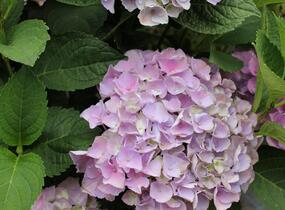 Hortenzie velkolistá 'Bela' - Hydrangea macrophylla 'Bela'