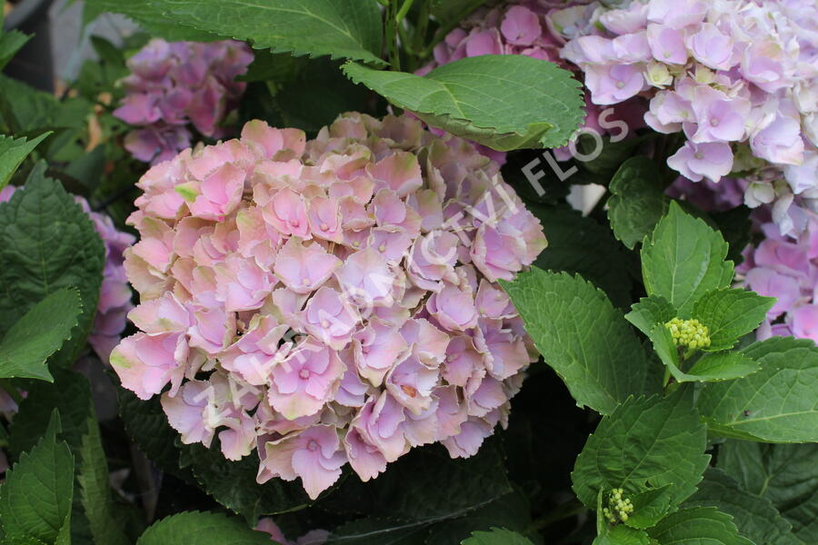 Hortenzie velkolistá 'Bela' - Hydrangea macrophylla 'Bela'