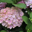 Hortenzie velkolistá 'Bela' - Hydrangea macrophylla 'Bela'