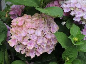 Hortenzie velkolistá 'Bela' - Hydrangea macrophylla 'Bela'