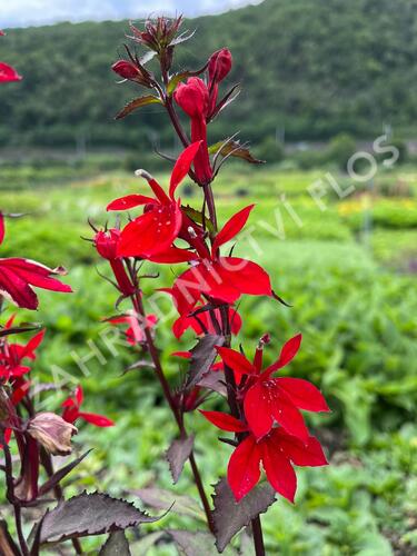 Lobelka 'Fanship Scarlet Bronze Leaf' - Lobelia speciosa 'Fanship Scarlet Bronze Leaf'