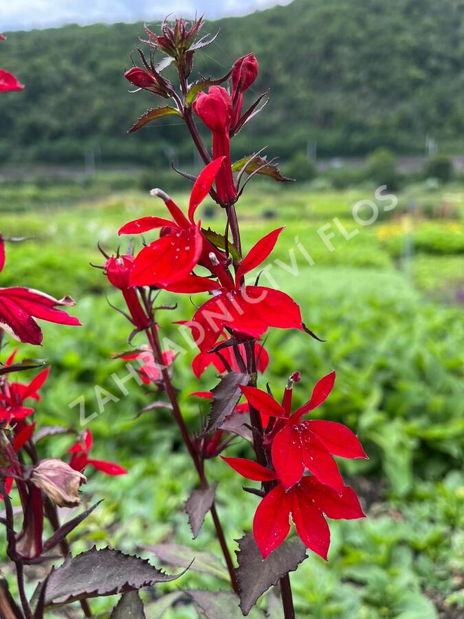 Lobelka 'Fanship Scarlet Bronze Leaf' - Lobelia speciosa 'Fanship Scarlet Bronze Leaf'