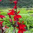 Lobelka 'Fanship Scarlet Bronze Leaf' - Lobelia speciosa 'Fanship Scarlet Bronze Leaf'