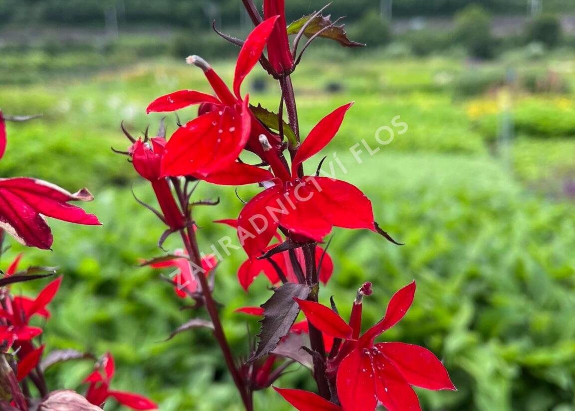 Lobelka 'Fanship Scarlet Bronze Leaf' - Lobelia speciosa 'Fanship Scarlet Bronze Leaf'