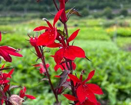 Lobelka 'Fanship Scarlet Bronze Leaf'