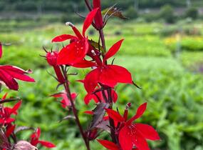 Lobelka 'Fanship Scarlet Bronze Leaf' - Lobelia speciosa 'Fanship Scarlet Bronze Leaf'
