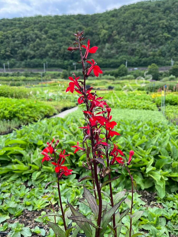 Lobelka 'Fanship Scarlet Bronze Leaf' - Lobelia speciosa 'Fanship Scarlet Bronze Leaf'