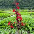 Lobelka 'Fanship Scarlet Bronze Leaf' - Lobelia speciosa 'Fanship Scarlet Bronze Leaf'