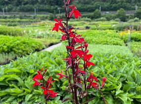 Lobelka 'Fanship Scarlet Bronze Leaf' - Lobelia speciosa 'Fanship Scarlet Bronze Leaf'