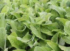 Náprstník červený 'Excelsior' - Digitalis purpurea 'Excelsior'