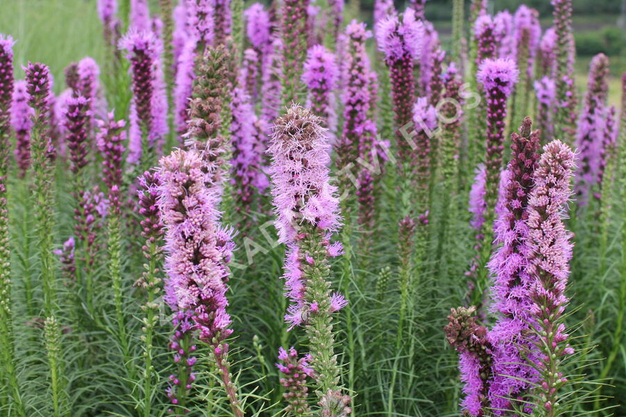 Šuškarda 'Floristan Violet' - Liatris spicata 'Floristan Violet'