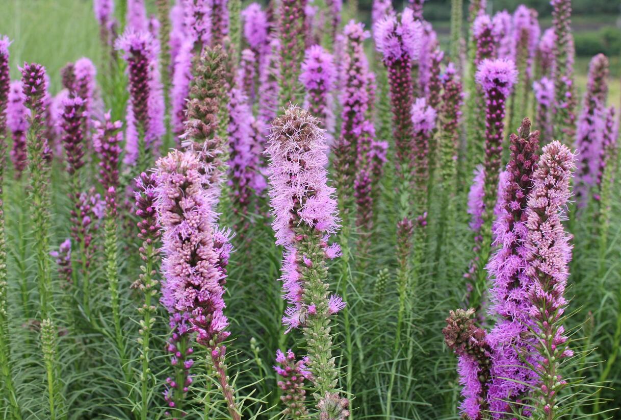 Šuškarda 'Floristan Violet' - Liatris spicata 'Floristan Violet'