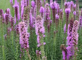 Šuškarda 'Floristan Violet' - Liatris spicata 'Floristan Violet'