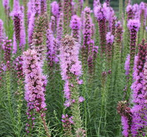 Šuškarda 'Floristan Violet' - Liatris spicata 'Floristan Violet'