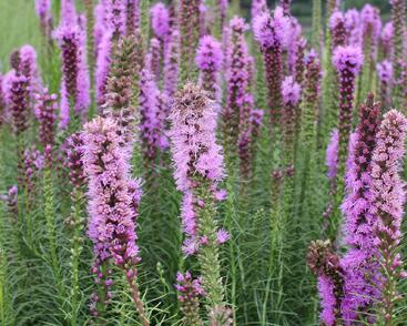 Šuškarda 'Floristan Violet'