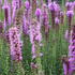suskarda-floristan-violet.jpg